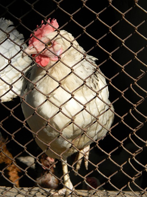 因为聪文组 因为聪文组