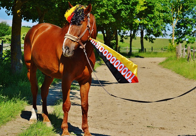 刚引入范弗 刚引入范弗